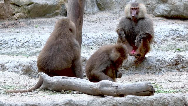 Baboons playing and fighting with each other