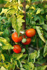 Fresh tomatoes. Bunch of tomatoes in the garden.