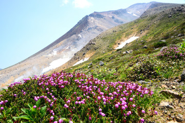 花咲く初夏の大雪山 