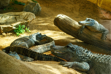Three crocodile resting on a log.