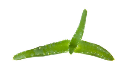 aloe isolated on white background