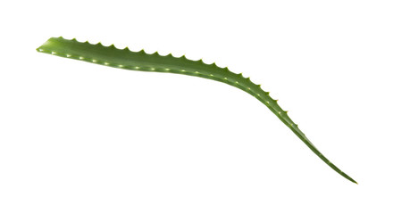 aloe isolated on white background
