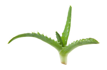 aloe isolated on white background