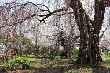 鐘つき堂と桜と水仙