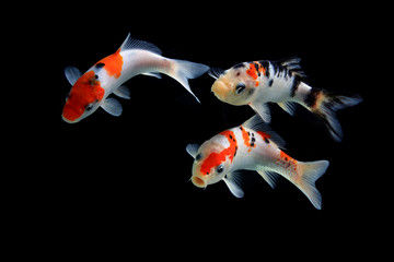 Koifish background back