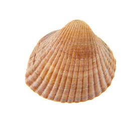 shell isolated on white background