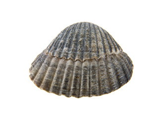 shell isolated on white background