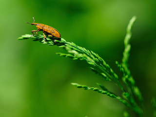 Nettle weevil bug isolated. Phyllobius argentatus (subgenus Metaphyllobius) is a species of short-nosed weevil commonly known as the nettle weevil.