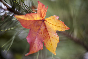 Autumn leaf pierced with pine needles