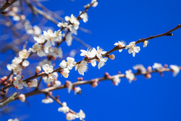 Spring, white flowers on a cherry branch, against a blue sky background...