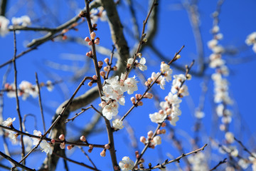 Spring, white flowers on a cherry branch, against a blue sky background...