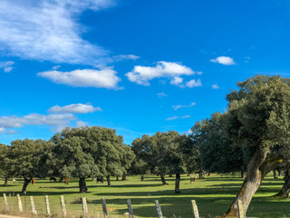 Fototapeta na wymiar A group of cows grazin in the pasture with holm oaks and a fence and blue cloudy sky in Spain