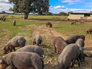 A herd of iberian pigs grazing wilds in the farm in Spain, in the pasture with holm oak and blue sky and clouds