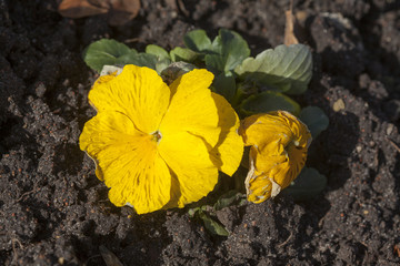 Gelbes Stiefmütterchen Blume