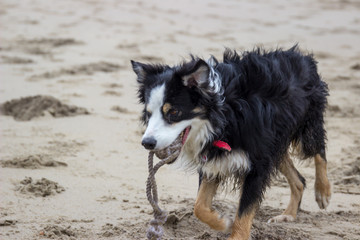 Hund am Strand