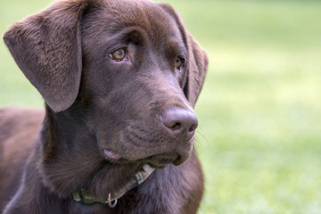 Labrador