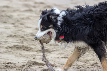 Hund mit Spielzeug