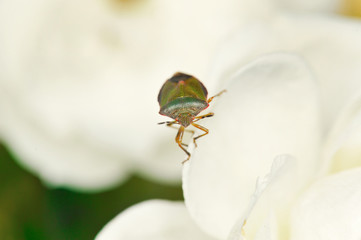 Green shield bug. The green shield bug or the green stink bug, (Palomena prasina) is a shield bug of the family Pentatomidae.