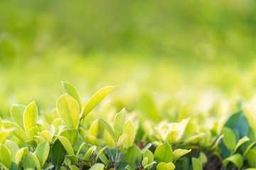 Close up green leaf in plantation