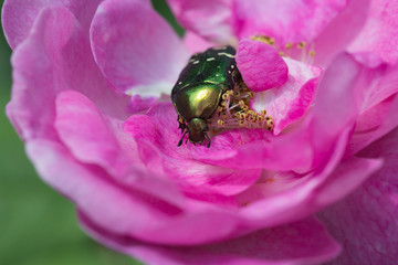  green chafer climb on the pink rose petal (Cetonia aurata)