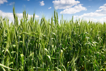wheat field in spring, beautiful landscape, green grass and blue sky with clouds
