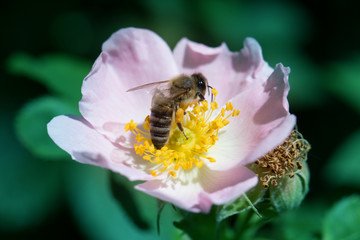 spring (summer) rose flower and bee. Bee on a flower