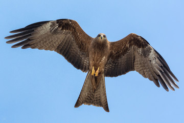 Eagle Stare