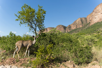 Grand koudou, femelle, Tragelaphus strepsiceros, kudu, Parc national de Marakele, Afrique du Sud