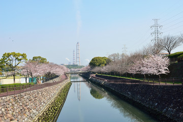平和市民公園の桜