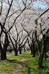 平和市民公園の桜