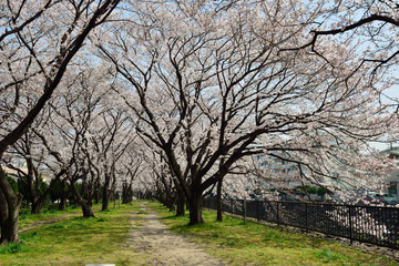 平和市民公園の桜