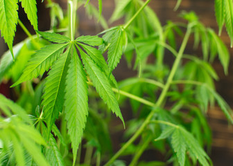 The plant leaves marijuana, hemp (cannabis)