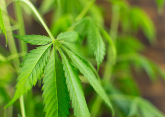 The plant leaves marijuana, hemp (cannabis)