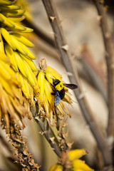 xylocopa caffra - eine Holzbienenart