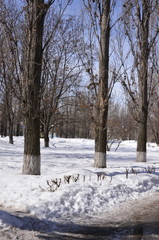 Park in early spring. Bushes, littered with snow. trees standing in a row.