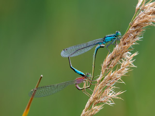two dragonflies mating