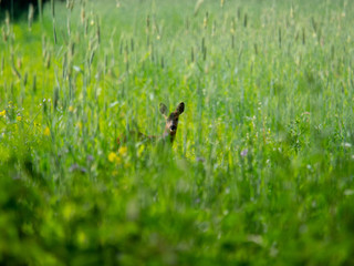 roe deer in field of grass