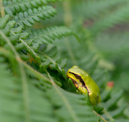 frog on fern leaf