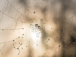 The dewdrops on a spiderweb at morning