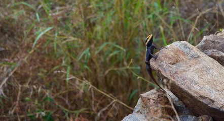 Peninsular Rock Agama - Nilgiris Forest Lizard on a Rock