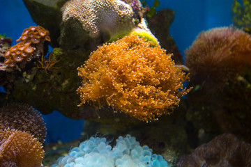 Fototapeta premium Beautiful underwater coral reaf garden