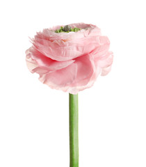 Beautiful ranunculus flower on white background