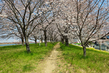 Fototapeta premium 大野川右岸緑地の桜