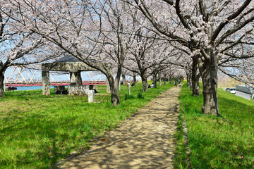 大野川右岸緑地の桜