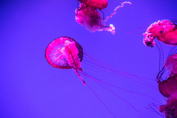 Jellyfish