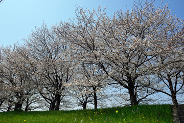 大野川右岸緑地の桜