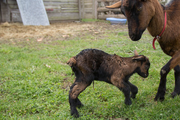 Chevreau avec sa m&egrave;re