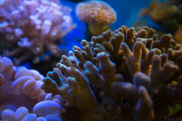 Fototapeta na wymiar Beautiful underwater coral reaf garden
