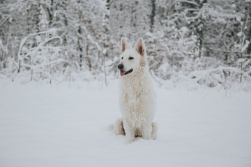 Berger Blanc Suisse Foret Neige