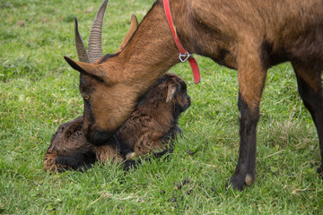Chevreau avec sa m&egrave;re